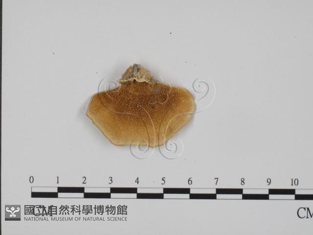 登錄號:F0007342藏品圖，第3張