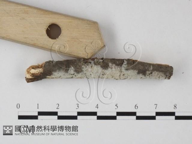 絲皮菌屬藏品圖，第3張