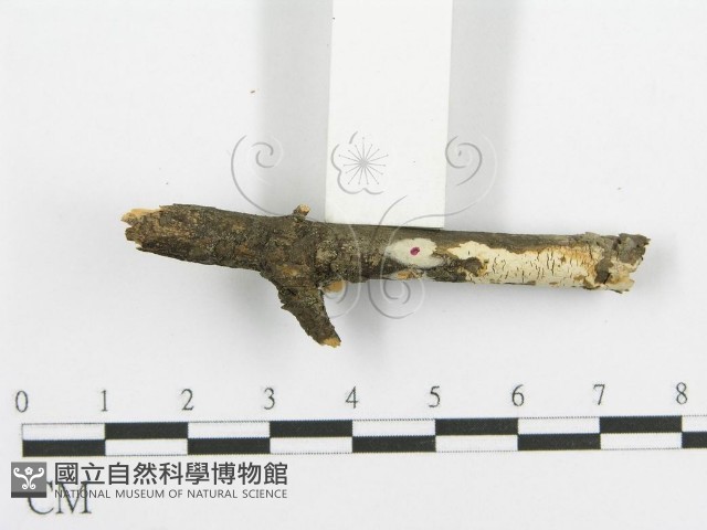 登錄號:F0015342藏品圖，第3張