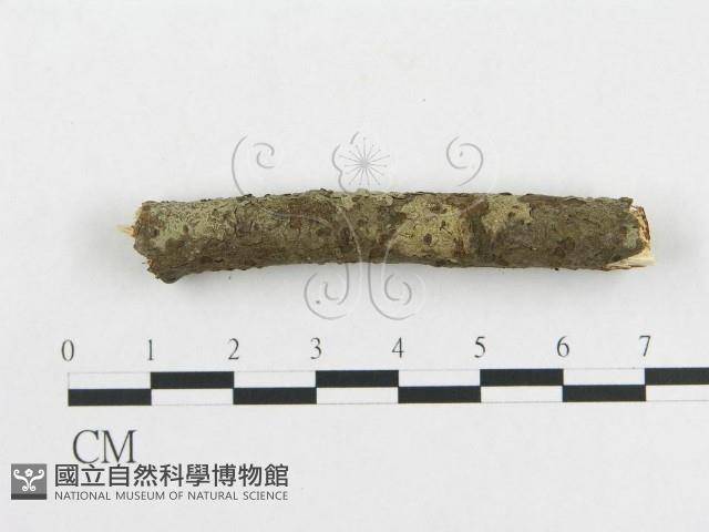 登錄號:F0009342藏品圖，第3張