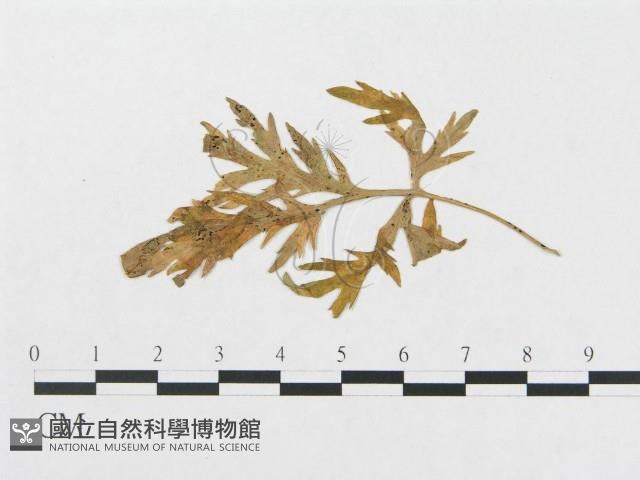 登錄號:F0019342藏品圖，第1張