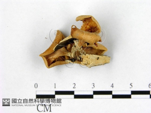 登錄號:F0003342藏品圖，第3張
