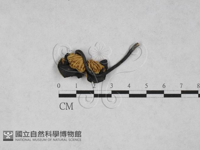 粉褶菌屬藏品圖，第3張