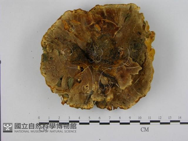 登錄號:F0008232藏品圖，第3張