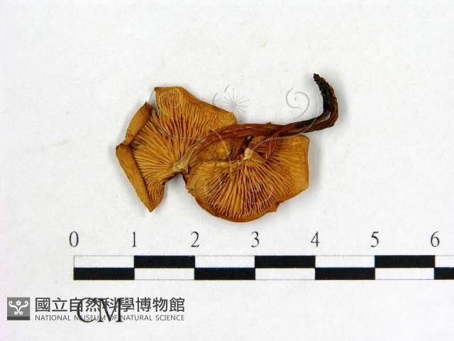 登錄號:F0020232藏品圖，第3張