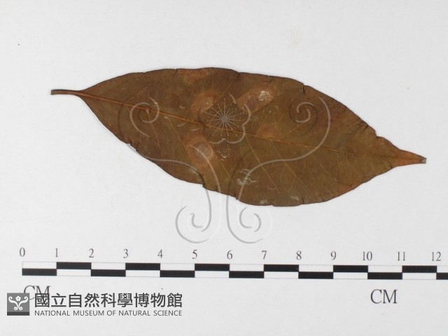 登錄號:F0026232藏品圖，第1張