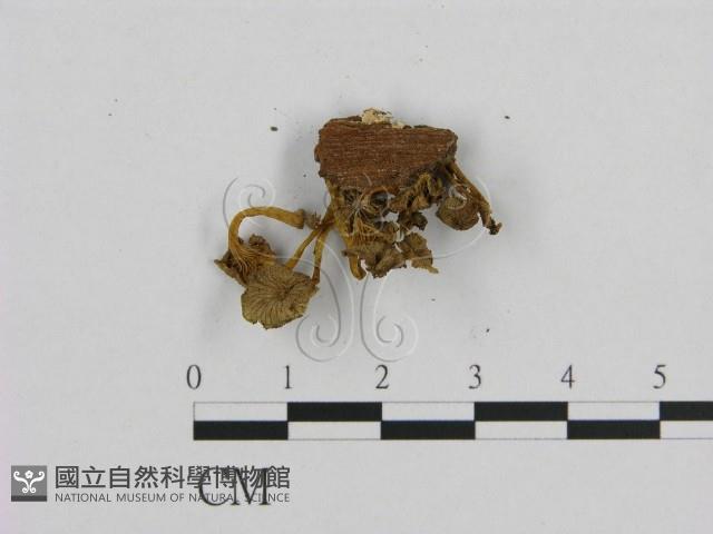 小菇屬藏品圖，第3張