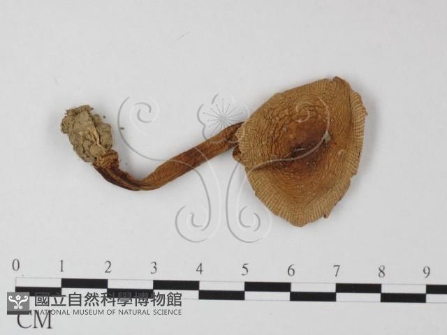 鵝膏屬藏品圖，第3張