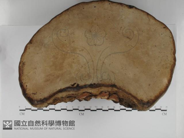 登錄號:F0031232藏品圖，第3張
