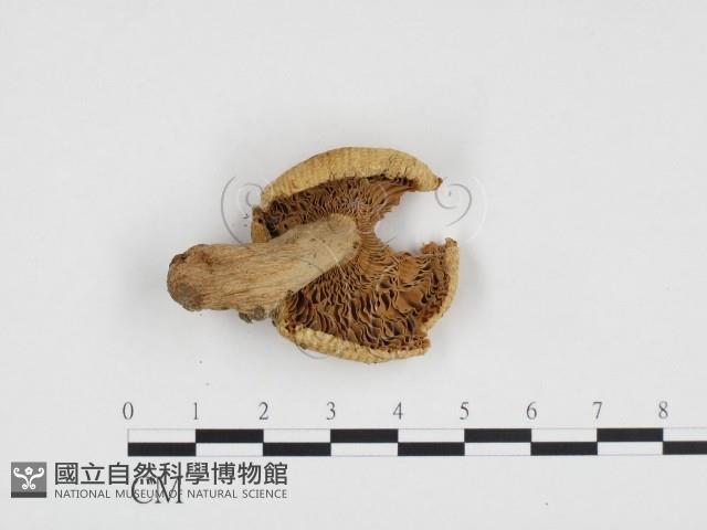 登錄號:F0024232藏品圖，第3張