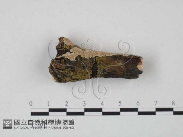 登錄號:F0022232藏品圖，第3張