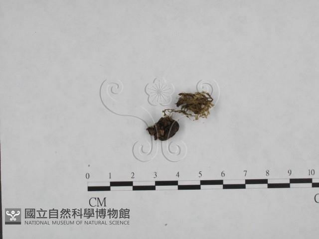 登錄號:F0002232藏品圖，第3張