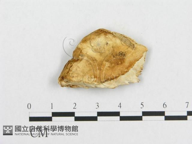 登錄號:F0007232藏品圖，第3張