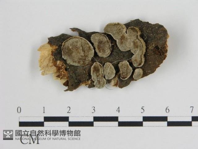 登錄號:F0017232藏品圖，第1張