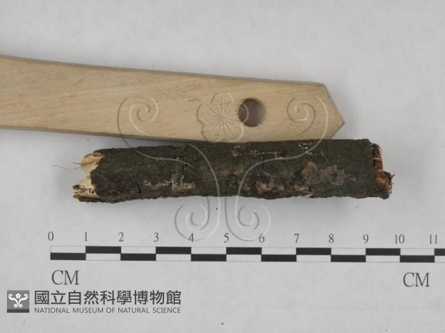登錄號:F0025232藏品圖，第3張