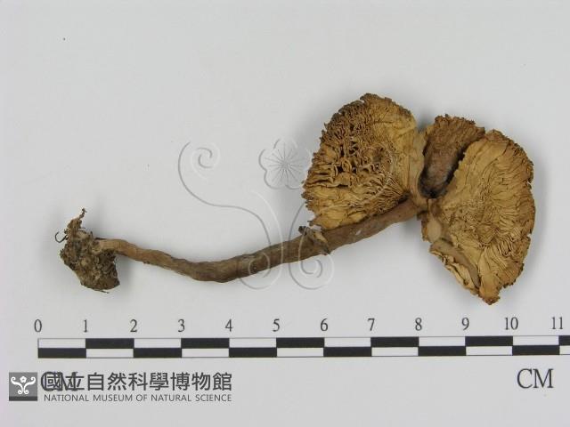 登錄號:F0005232藏品圖，第3張