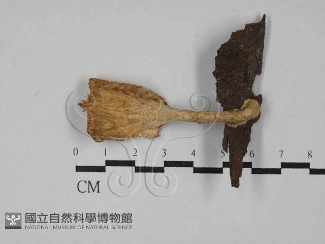 優雅波邊革菌藏品圖，第3張