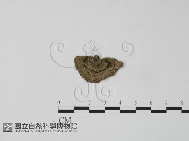 栓菌屬藏品圖，第3張