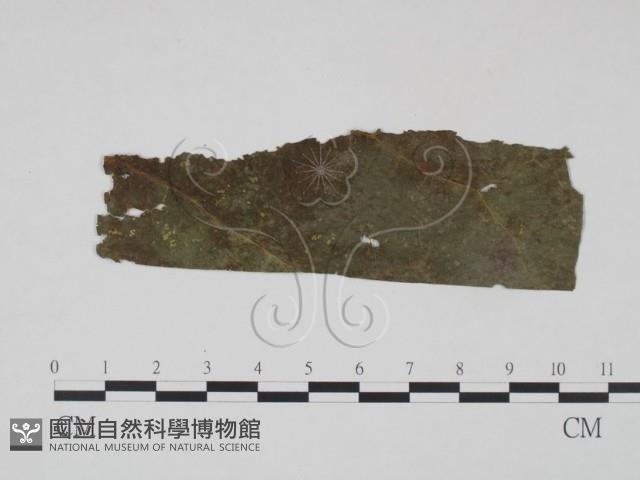 登錄號:F0019232藏品圖，第3張