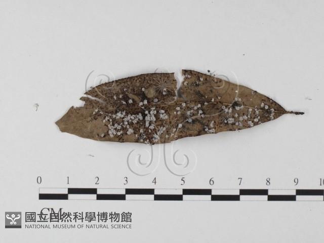 登錄號:F0023232藏品圖，第3張