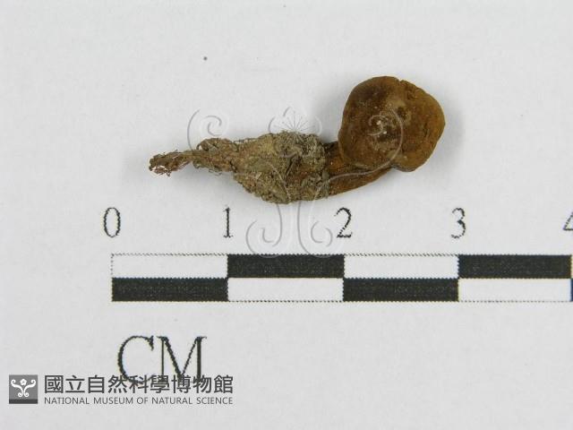 登錄號:F0003232藏品圖，第1張