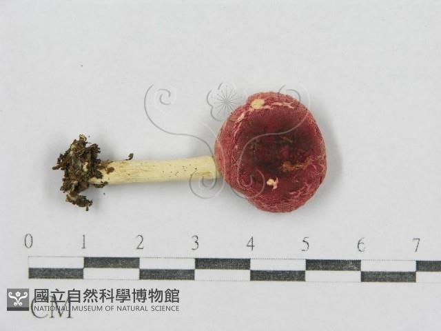 紅菇屬藏品圖，第3張