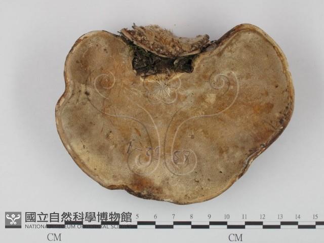 登錄號:F0018832藏品圖，第3張