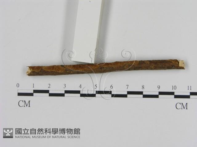刺革菌屬藏品圖，第3張