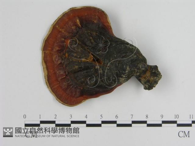 登錄號:F0010832藏品圖，第3張