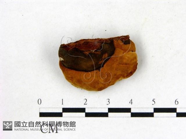 登錄號:F0006832藏品圖，第3張