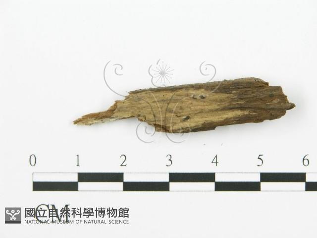 登錄號:F0016832藏品圖，第3張