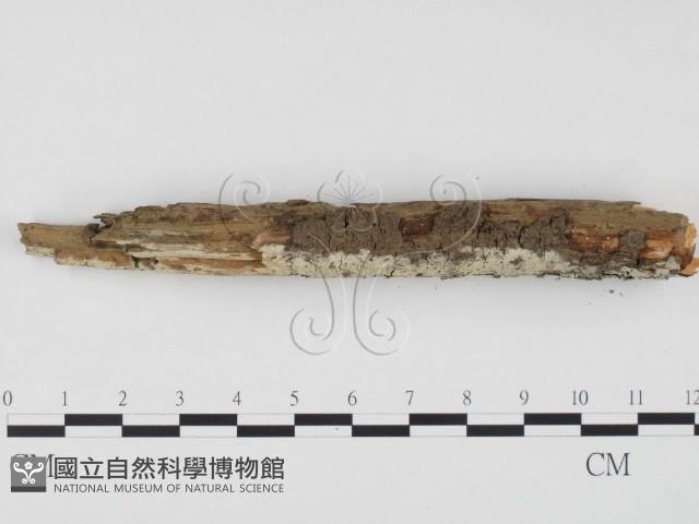 冇骨消絲齒菌藏品圖，第3張