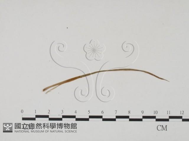 登錄號:F0011832藏品圖，第3張