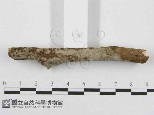 筍殼菌屬藏品圖，第3張
