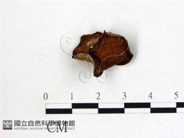 皺木耳藏品圖，第3張