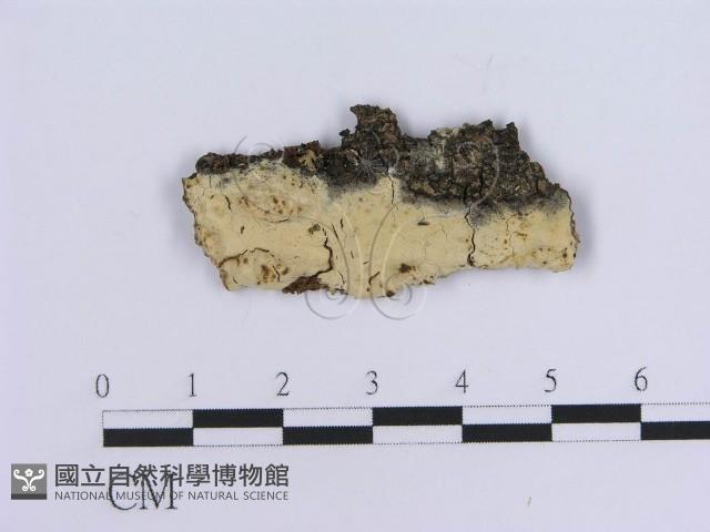 登錄號:F0017832藏品圖，第3張