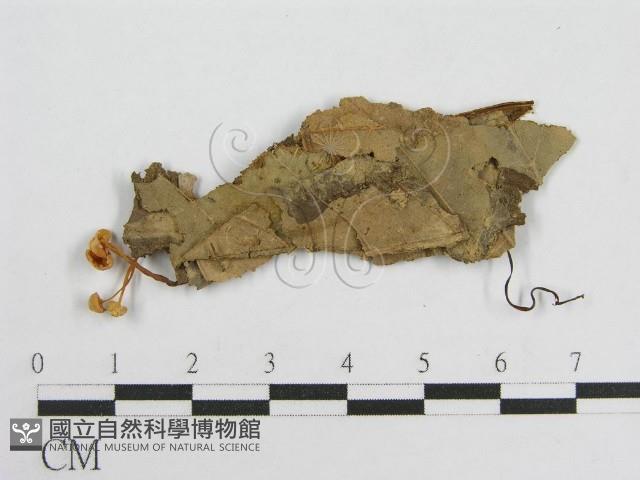 微皮傘屬藏品圖，第3張