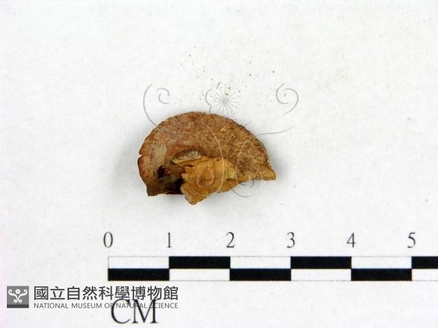 登錄號:F0019832藏品圖，第3張