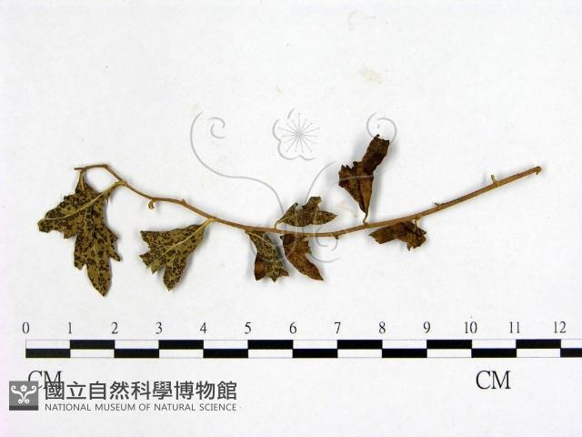 登錄號:F0018932藏品圖，第3張