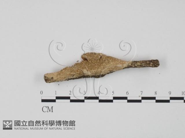 登錄號:F0020932藏品圖，第3張