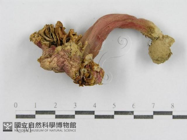 紅菇屬藏品圖，第3張