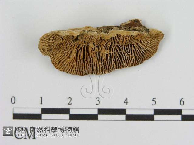 登錄號:F0006932藏品圖，第3張