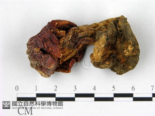 登錄號:F0021932藏品圖，第3張