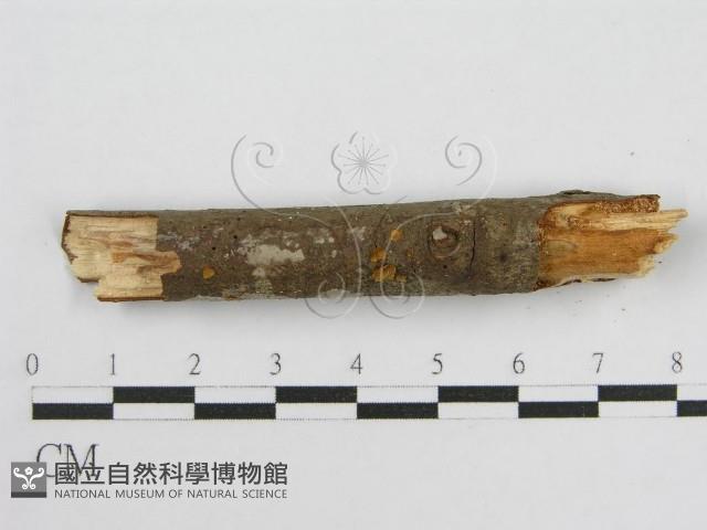 登錄號:F0012932藏品圖，第3張