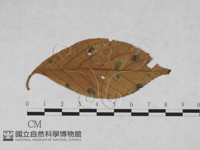 登錄號:F0027932藏品圖，第1張