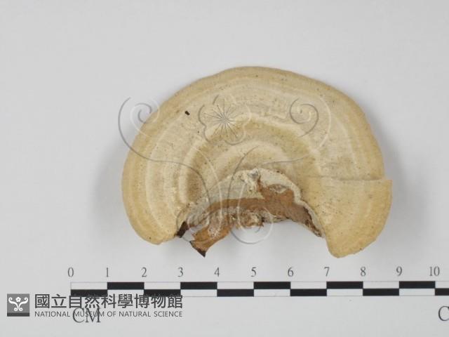 偏腫栓菌藏品圖，第3張