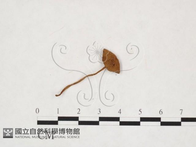 登錄號:F0025932藏品圖，第3張