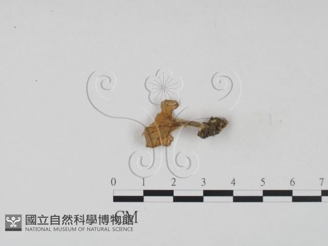 登錄號:F0009932藏品圖，第3張