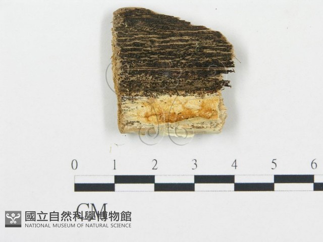 登錄號:F0013932藏品圖，第3張