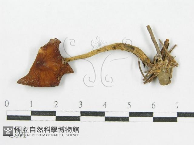 登錄號:F0000632藏品圖，第3張